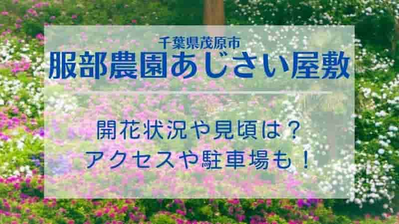 服部農園あじさい屋敷22の開花状況や見頃は アクセスや駐車場も