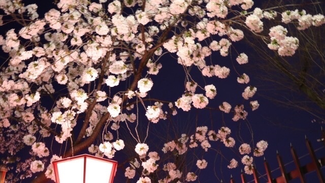 ライトアップされた桜とぼんぼりの画像