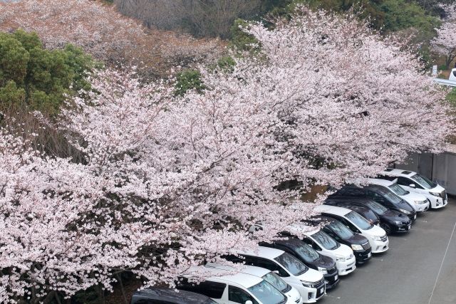 満開の桜と車が横並びに数台駐車されている画像