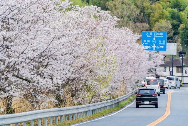 五条川桜祭りへ向かう渋滞