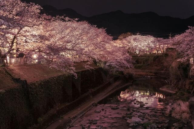 五条川沿いの桜がライトアップされ川に映っている様子