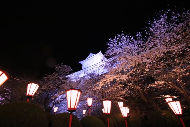 ライトアップの桜とお城の画像