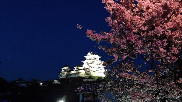 夜桜と姫路城のライトアップ画像