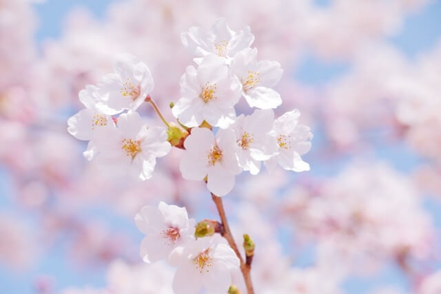 桜の満開をピンポイントで見せている画像
