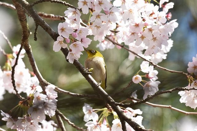 満開の桜と鳥の画像