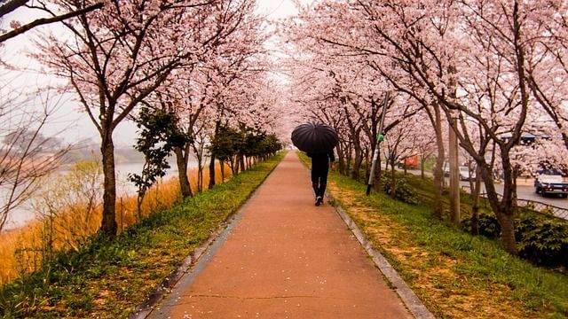 桜並木を散歩する人