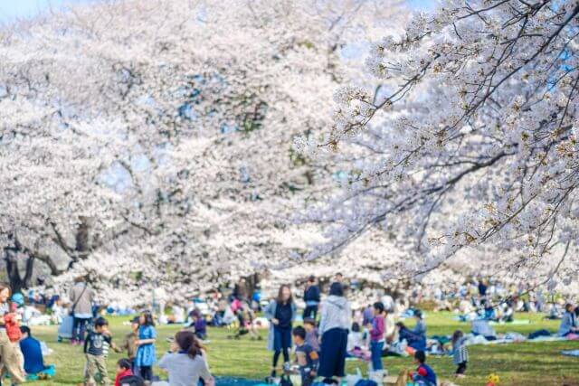 満開の桜の下でレジャーシートを敷いて大勢の方がお花見している画像