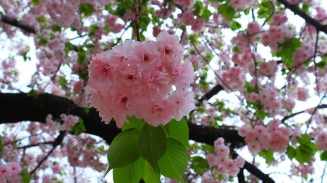 ふんわりとした花びらが特徴の桜の画像