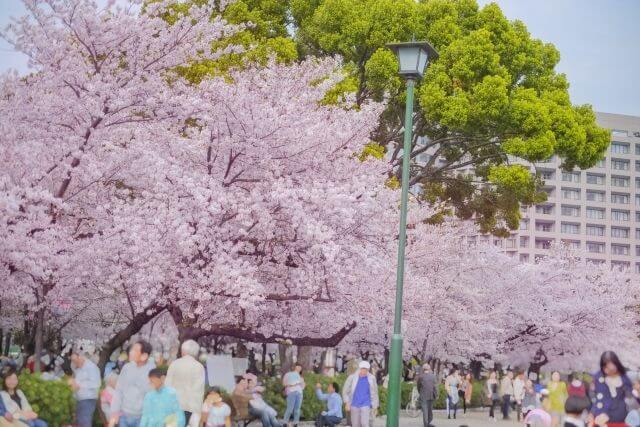 満開の桜の下で歩く人々の画像