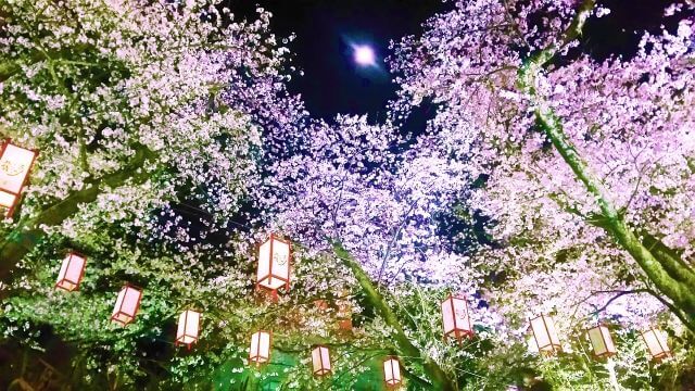 夜に満開の桜とぼんぼりが照らされている画像