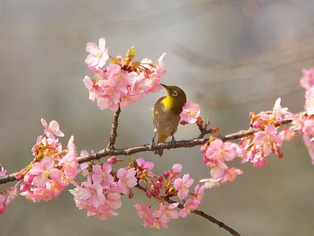 桜の花びらを小鳥が突いている画像