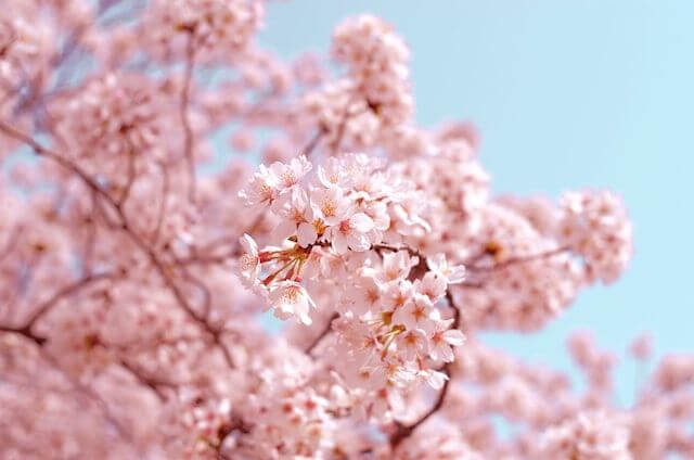 満開の桜を一部切り取った画像