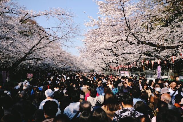 桜祭りに大勢の花見客で賑わう様子の画像