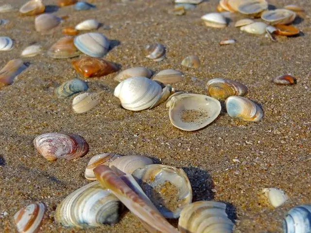 砂浜に貝殻が散らばっている画像