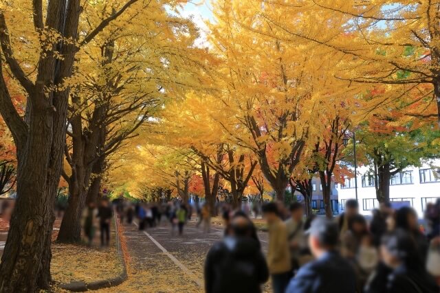 大阪城公園の紅葉が混雑している様子