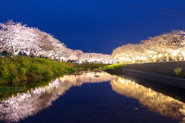 川沿いの桜並木とライトアップの画像