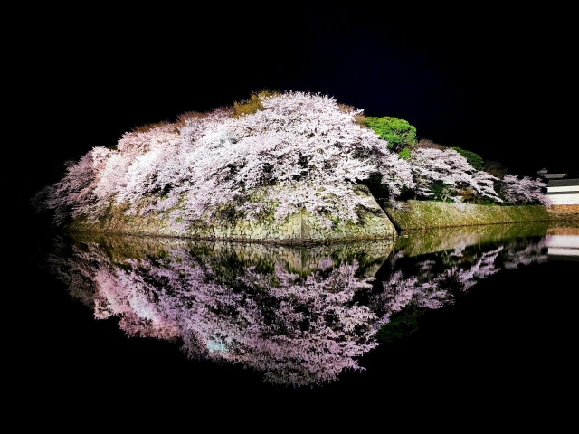 彦根城内堀の桜がライトアップされている画像