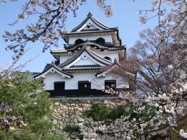 彦根城天守閣と桜の画像