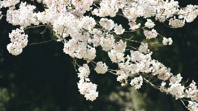 ライトアップされた桜の花