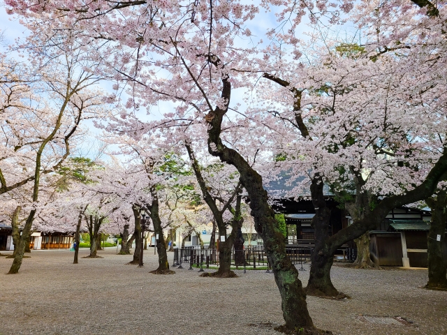 靖国神社桜の様子