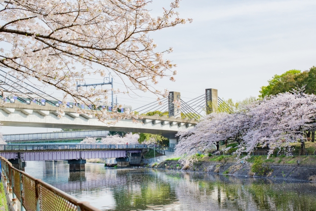川沿いに咲いている桜の画像
