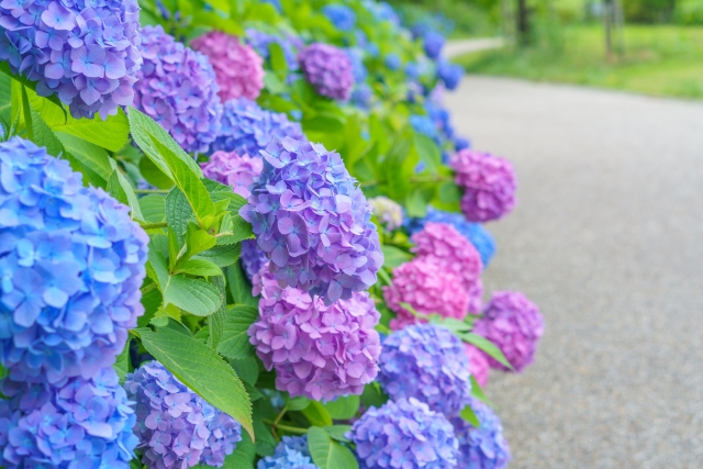 青紫ピンクの紫陽花が咲いている画像