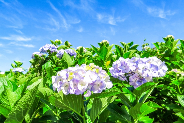 紫陽花と青空の画像