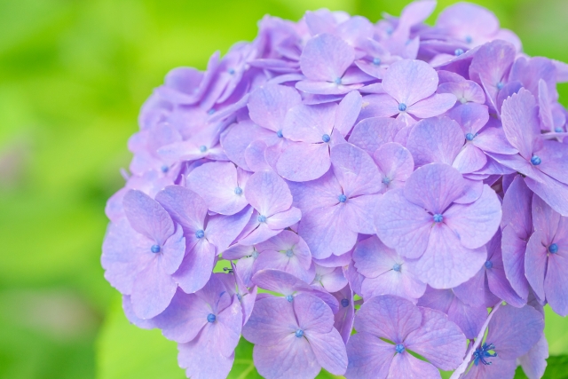 一輪の紫の紫陽花の画像